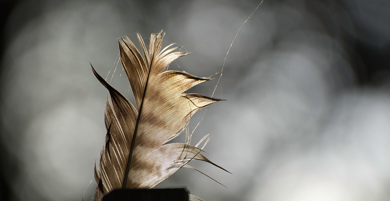 Spruce up Your Home with DIY Feather Decor